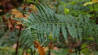 Nerecznica mocna Dryopteris affinis [upl. by Yasmeen]