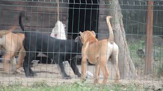 Presa canario puppies [upl. by Juna]