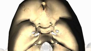 Foramina of the Skull and Cranial Fossae  Anatomy Tutorial PART 2 [upl. by Atinal]