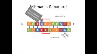 Chrashkurs Genetik  Prozesse 10  DNA Reparaturmechanismen [upl. by Conlon]