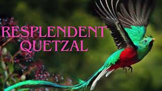 About Resplendent Quetzal  Quetzal Facts [upl. by Reneta128]