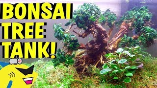 BONSAI TREE AQUARIUM SETUP [upl. by Berni976]