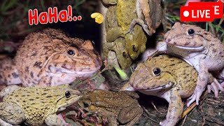 🤏🐸Boing Boing web catching frogs🤏🐸flying amp Jumping Part 8 [upl. by Richard]