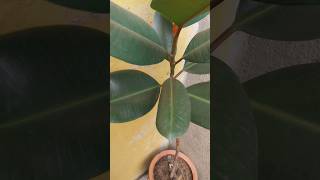 Etna lamba rubber plant bas 2 chij saiplantrubberplantsvastuplantsindoorplants [upl. by Felic]