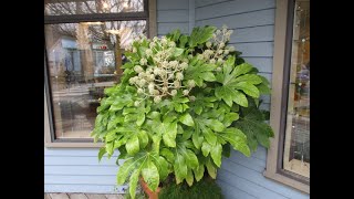 Fatsia japonica are great in containers [upl. by Eiralih186]