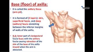 Anatomy of Axilla and Brachial Plexus  Dr Ahmed Farid [upl. by Anitac]