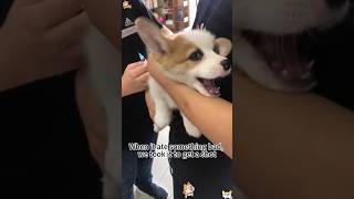 Dog Fun😂🤣 dog animals fun shortsvideo [upl. by Anawik]