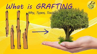 What is Grafting  MethodsTechniquesBenefits of Grafting  Grafting Tools [upl. by Divadnahtanoj]