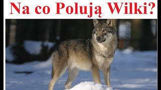 Na co polują Wilki [upl. by Chiou]