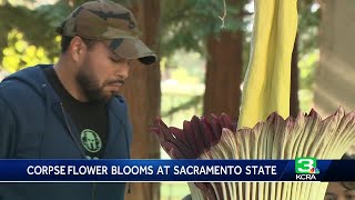 Rare corpse flower blooms at Sacramento State for 24 hours [upl. by Rozina]