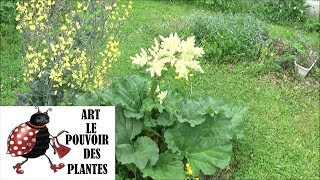 Tuto jardin Semis de rhubarbe comment faire un semis Plante vivace [upl. by Jarek521]