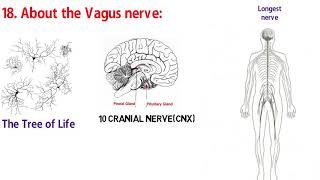 VAGUS NERVE  TREE OF LIFE  Sacred Secretion part 20 [upl. by Nowell]