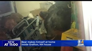 Bear Gets Stuck Inside Grafton NH Home [upl. by Stasny449]