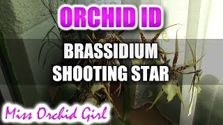 Brassidium Shooting Star  Spider Orchid in bloom [upl. by Wichman]