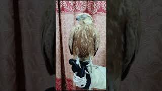 Rare beautiful coloured lugger falcon lovebirds birds eaglelove cuteanimal animals [upl. by Utir716]