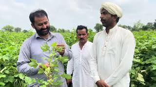 Best Cotton Varieties FH tristar and Mr2  aj kapas visit khanewal part 1  Daily Routine Farmer [upl. by Enyad]