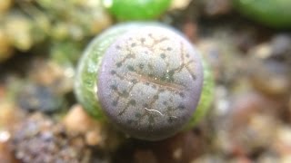 Lithops Dinterops Lithops x Dinteranthus F2 hybrid 5 Months Old [upl. by Haldi562]