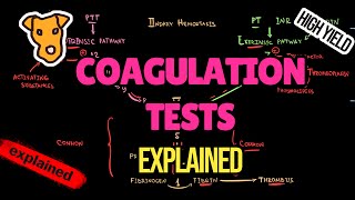 BLOOD COAGULATION TESTS EXPLAINED The mechanism of PT PTT BLEEDING TIME INR [upl. by Saltzman515]