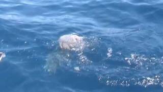 Pescata con il palamito al largo di san vito trapani [upl. by Barth596]