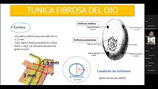 ANATOMÍA Y FISIOLOGÍA OCULAR  OFTALMOLOGIA [upl. by Eelrebma482]