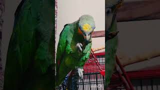 eating peanut amazonparrot birds cute parrotparadise parrot [upl. by Ahilam509]