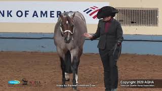 2020 AQHA Select Performance Halter Stallions [upl. by Kanter]