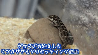 ゲコマでお迎えしたマツカサヤモリのセッティング動画 [upl. by Orpha]