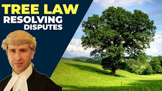 How To Settle A Tree Law Dispute  Tree Law Miniseries Closing Comments  BlackBeltBarrister [upl. by Chyou]