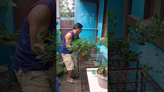 FICUS NANA BONSAI shortvideo ficustree bonsai bonsaitree [upl. by Nosahc]