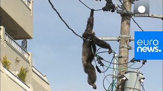 Chimp escape Primate swings from live power lines falls from electricity pole  euronews 🇬🇧 [upl. by Gilbye]