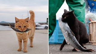 Cats Catching Fish Video Compilation  Pets Theater [upl. by Suhsoj]