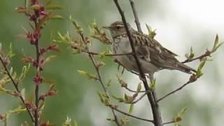 Woodlark Heidelerche [upl. by Gladys]