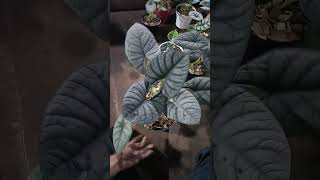 Alocasia Silver Streak alocasia plants aesthetic live garden shorts trending fyp foryou [upl. by Flaherty]