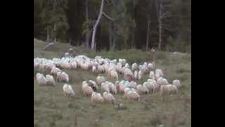 preparation a la transhumance au betsula a LARRAU [upl. by Lemahs]