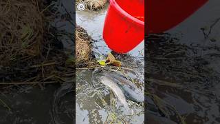 Best Hand Fishing Video  Fisherman Tawhid part–13 shortsfeed viral fishing handFishing [upl. by Leroj]