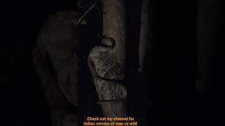 A beautiful Arboreal Snake called Forstens Cat snake watch how it climbs tree [upl. by Miof Mela]