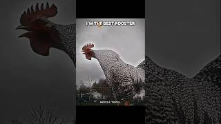 I Am The Best Rooster trollface [upl. by Norina]