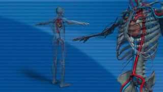 First aid  Circulatory system [upl. by Worl]