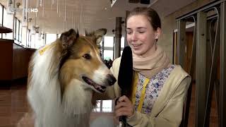 Lassie  Ein neues Abenteuer [upl. by Jews]