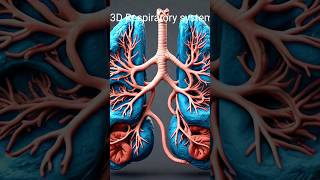 Respiratory system🫁 humanorgansystem anatomy humanbody science biology [upl. by Marucci905]