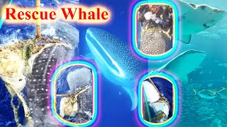 Kind fishermen and divers rescue whale caught in net shorts whale shortvideo short animals [upl. by Nodnas]