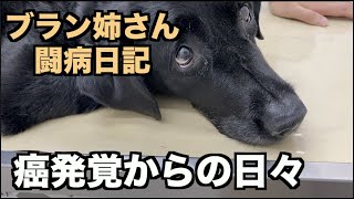 大型犬・癌が見つかってからの日々【ブラン姉さん闘病日記】 [upl. by Sabine952]