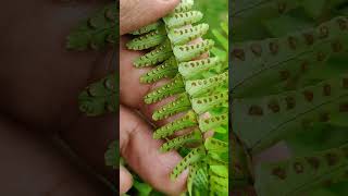 Sporophyll of Pteridophyte Fern Plant kingdom NEETSporophyll [upl. by Zeculon]