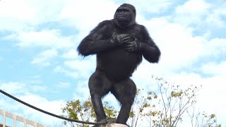 Gorilla girl makes children on a field trip smile｜Shabani Group [upl. by Arhsub]