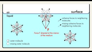 Surface tension Cohesive and adhesive forces [upl. by Athey]