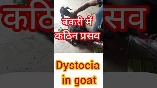 what causes dystocia in sheep and goatFarmingGurujimitocwMrBeastDrMijailTapiaGNPSir [upl. by Harriett]