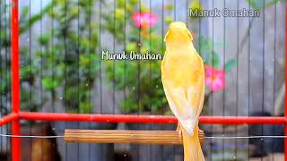 Canary song for mating training of beautiful Belgian canaries 116 [upl. by Ahseile299]