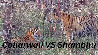 Collarwali VS Shambhu  Tiger fight  Tadoba Andhari Tiger Reserve [upl. by Htidirem]