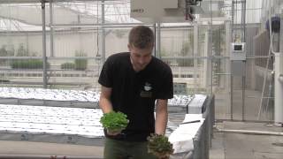 Best Hydroponic Plants [upl. by Kuska]