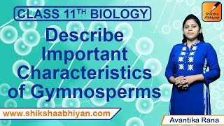 Q12 Describe important characteristics of Gymnosperms  Plant Kingdom  CBSE Class 11 Biology [upl. by Krystalle]